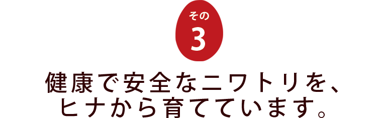 【その３】　健康で安全なニワトリを、ヒナから育てています。